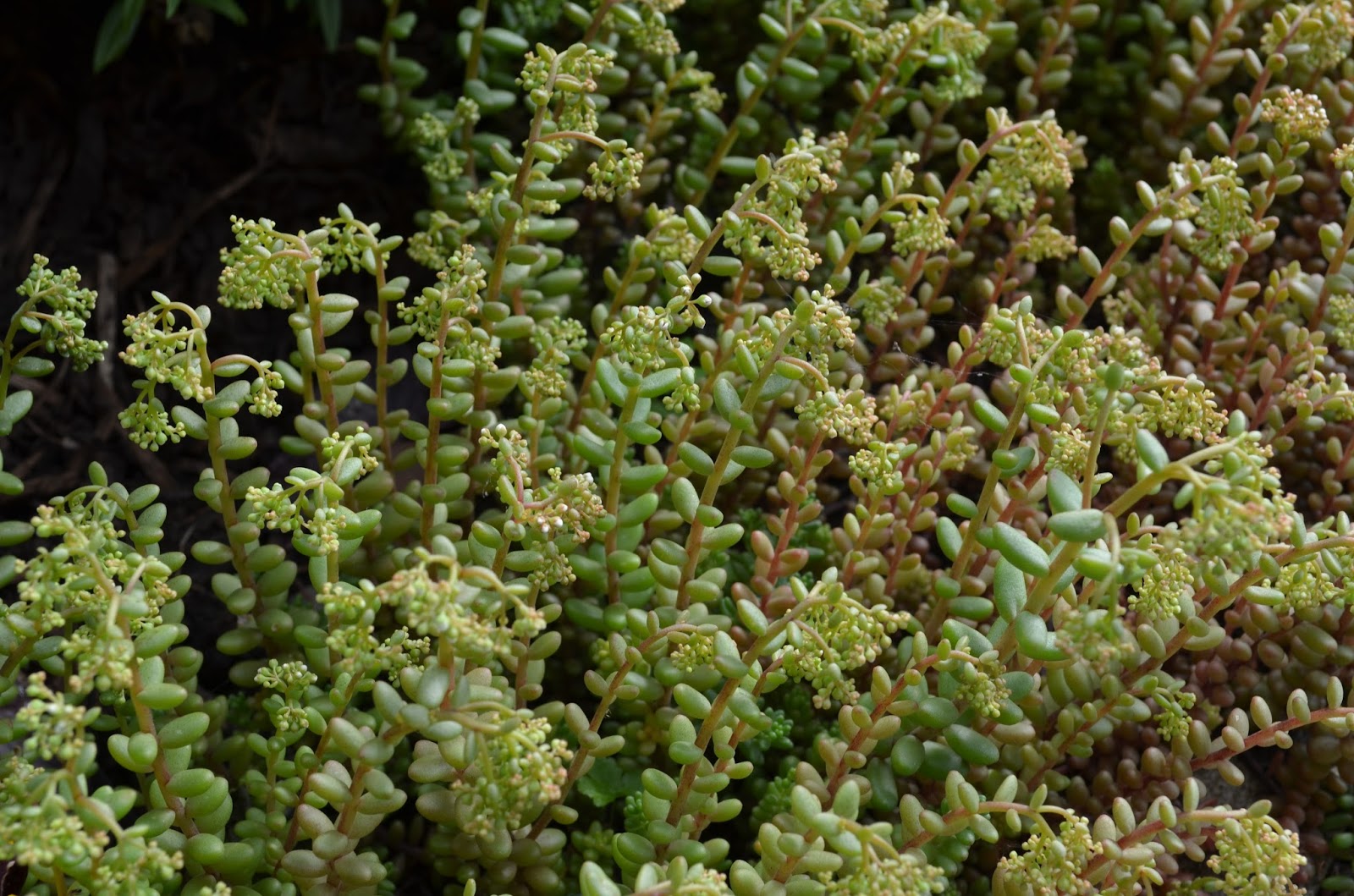Sedum крокодил